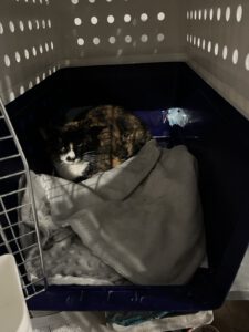 Cat sitting in transportation box