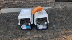 Cats delivered to new home in Lithuania